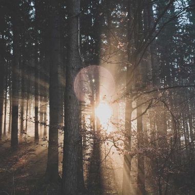 Le soleil se couchant derrière une forêt dense.